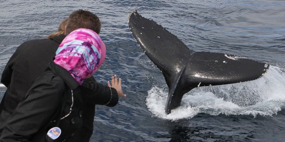 最大规模座头鲸迁徙奇观:空腹跋涉上万公里