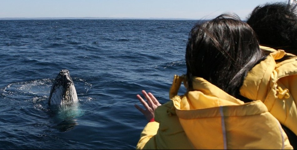最大规模座头鲸迁徙奇观:空腹跋涉上万公里