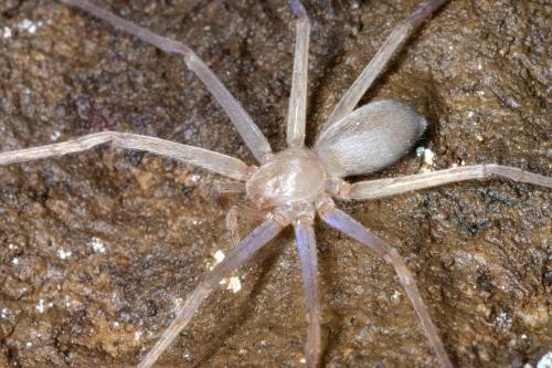 老挝深洞穴发现神奇巨蟹蛛 眼睛消失身体如透