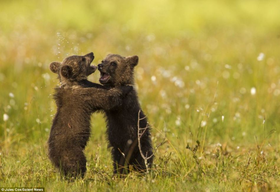 芬兰棕熊幼崽跟妈妈学习生存本领憨态可掬