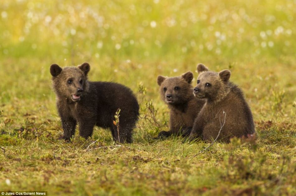 芬兰棕熊幼崽跟妈妈学习生存本领憨态可掬