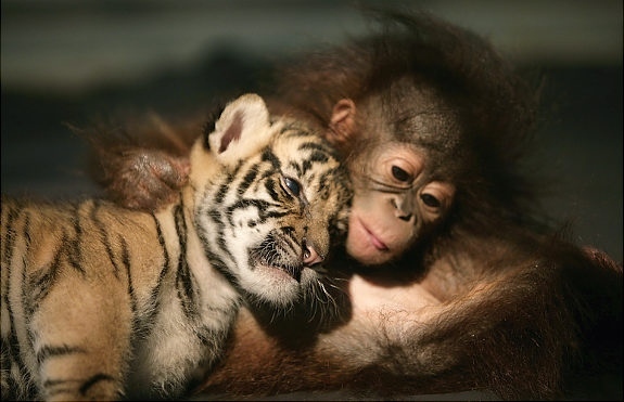 动物世界跨种族交情:袋鼠袋熊成好友