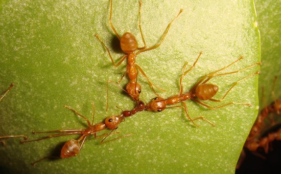 科学家发现蚂蚁社会等级森严分工细致原因-科