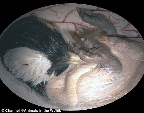 四维成像展示子宫内哺乳动物胎儿照