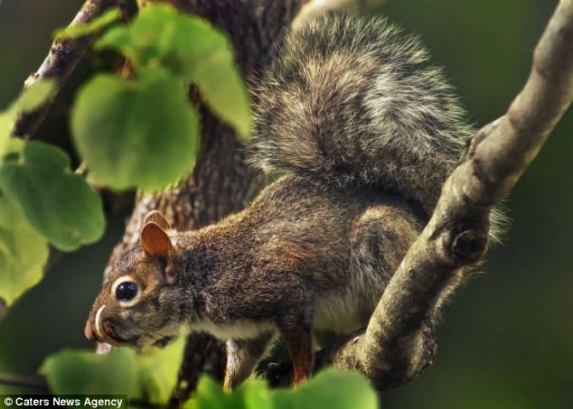 美国发现变异松鼠长剑齿:爬树变慢进食困难