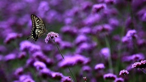 百里山水画廊:北京最美的景观大道
