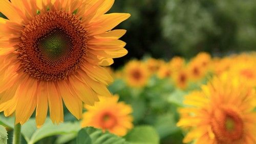 百里山水画廊:北京最美的景观大道