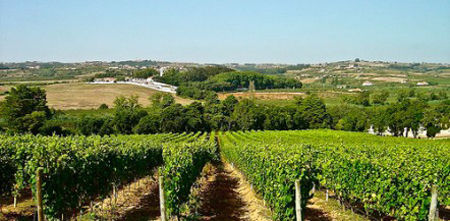 这里不宜自驾 十大爱酒者旅行目的地-科教台-中