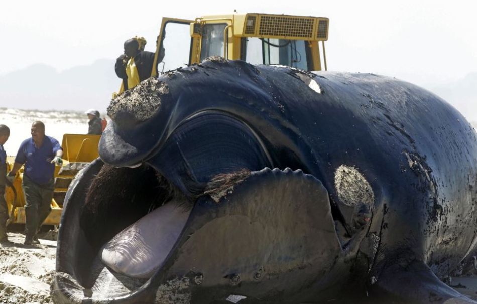 南非海滩现15米长巨鲸尸体或因群鲨攻击