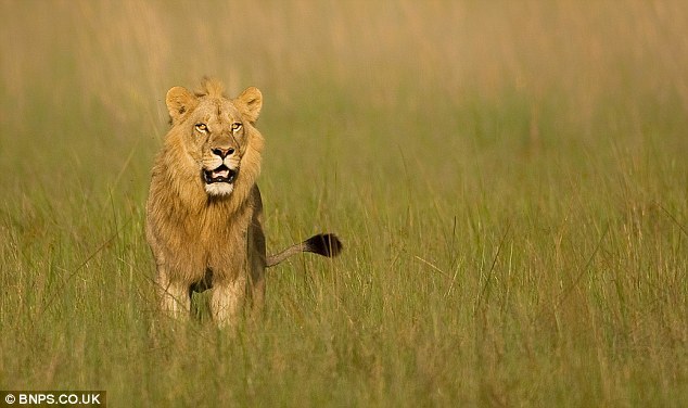 非洲雌狮激素分泌失调长出雄性长鬃毛