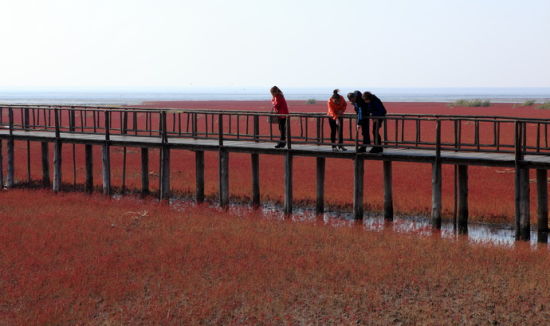 盘锦红海滩:令人沉醉的红色汪洋-科教台-中国网