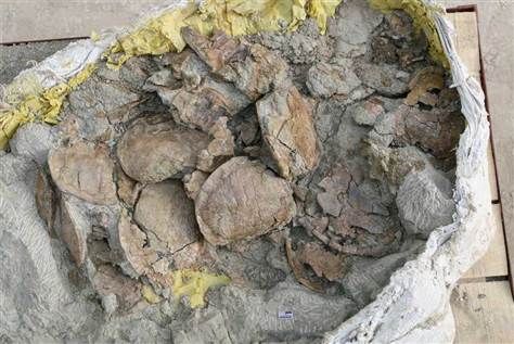 科学家们表示他们在中国境内发现了大约1800个侏罗纪时代的乌龟骨骼化石，它们的化石都聚集在一起