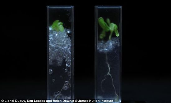 科学家研发透明土壤 植物根系生长变化清晰可见