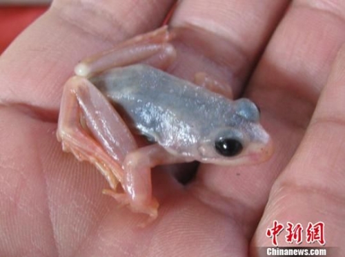 吉林长白山林区发现白蛙 通体透明可见内脏(图)