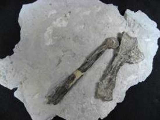 新发现的部分无齿翼龙骨骼化石(uux.cn)