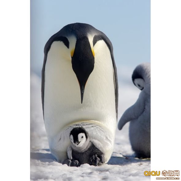 [多图]摄影师深入南极海岛拍摄帝企鹅生存状况