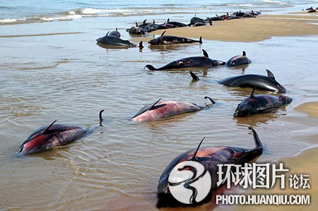 全球令人震惊的动物集体死亡事件