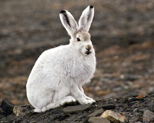 十三种奇特北极动物:加拿大猞猁长宽大脚掌(组图)-科教台-中国网络